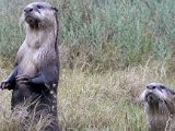 otter portret : frieda